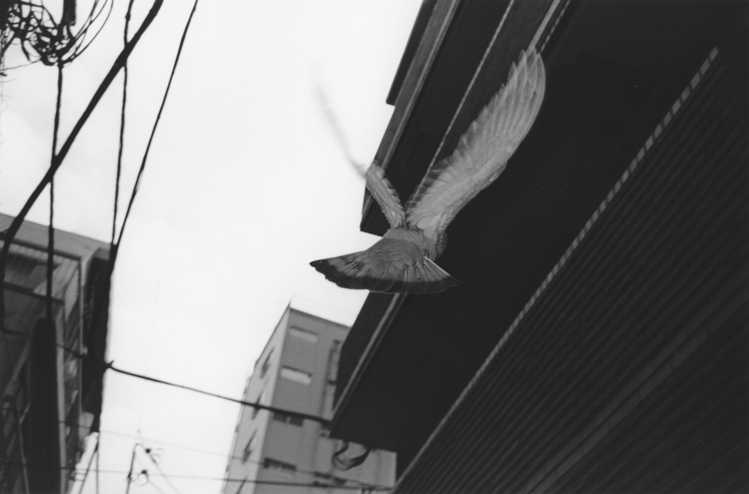 B&W photography by Thomas Beswick, Filmmaker based in Tokyo. Tokyo Diary Series 'pigeon'
