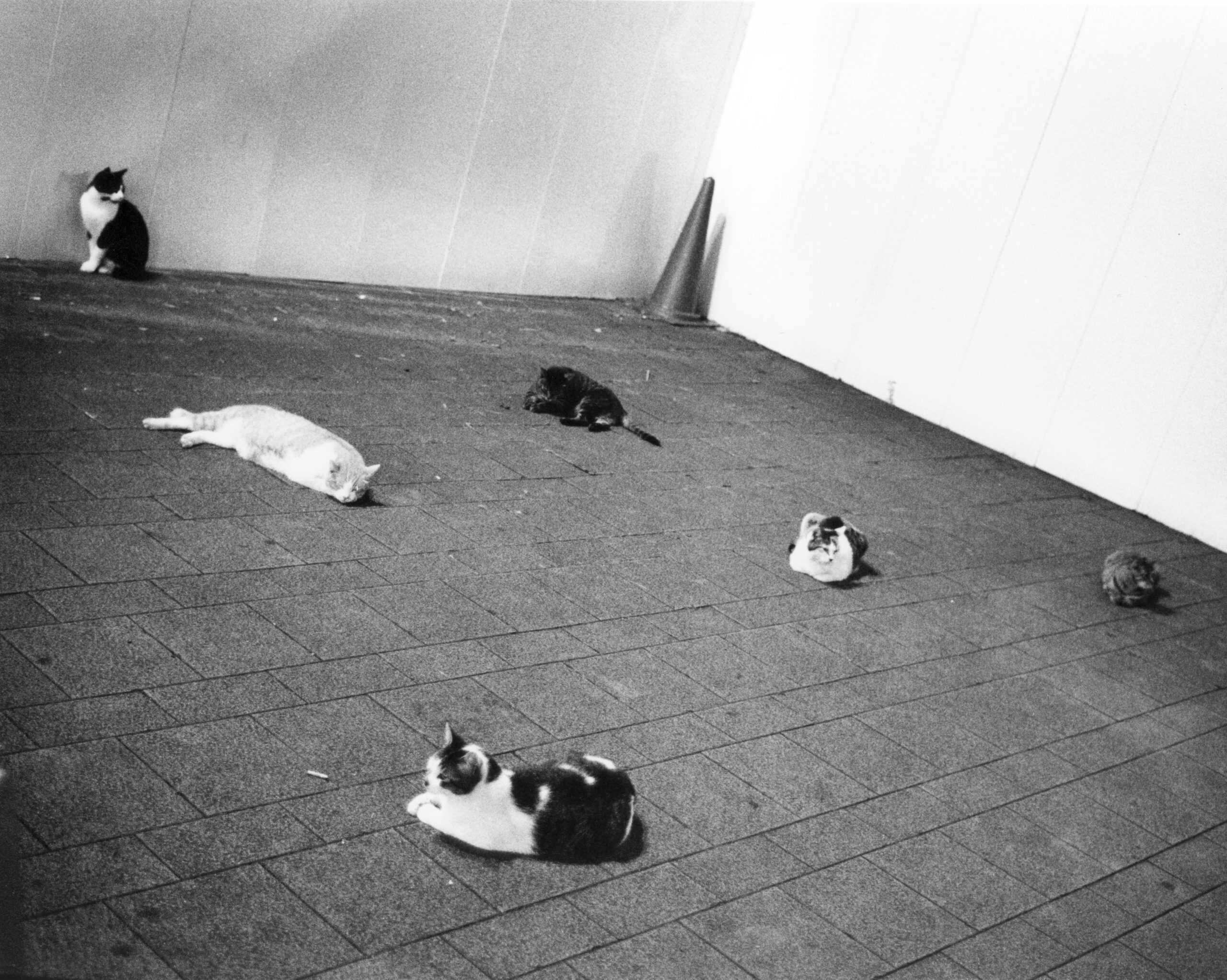 B&W photography by Thomas Beswick, Filmmaker based in Tokyo. Tokyo to Osaka Series 'cats'