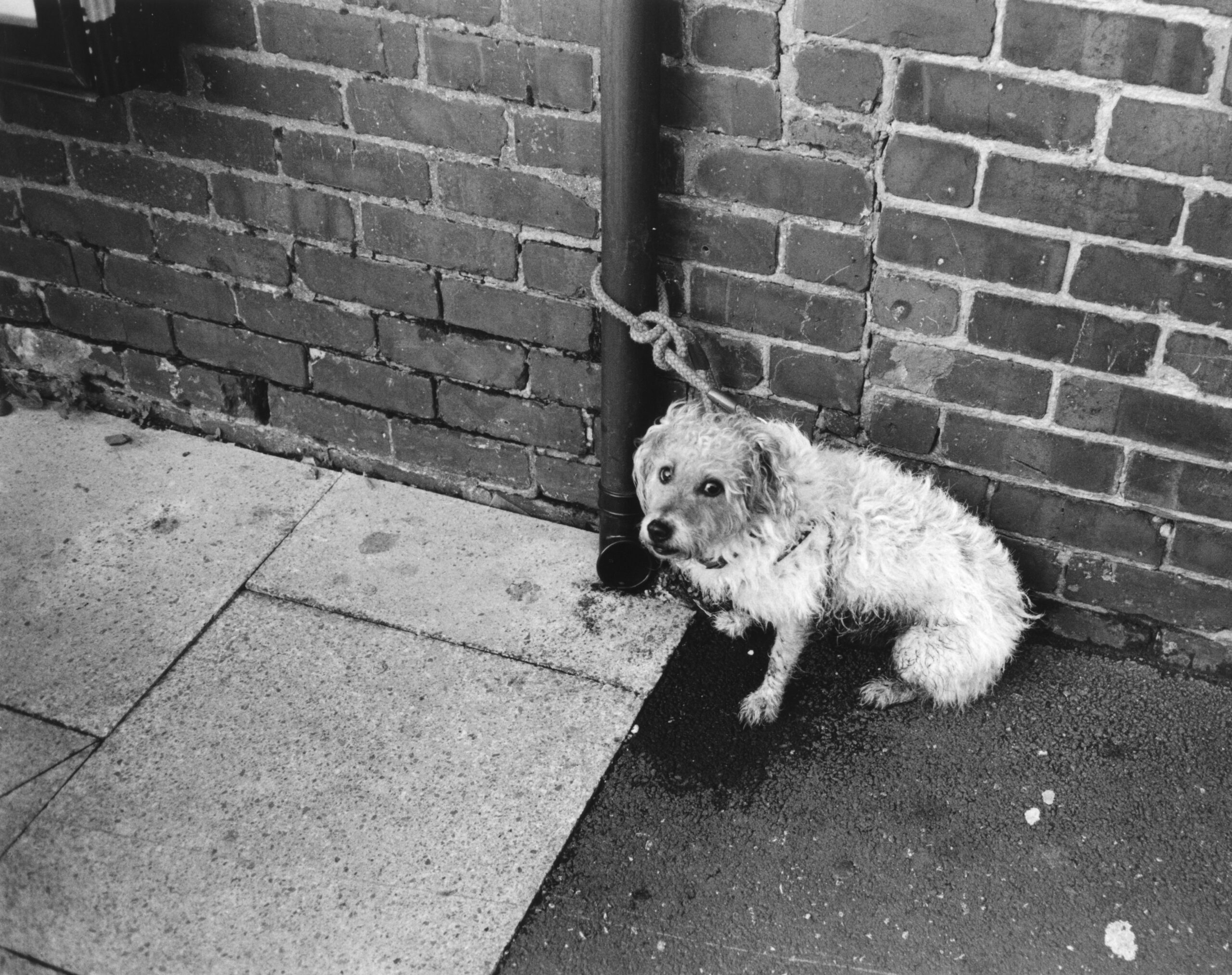 B&W photography by Thomas Beswick, Filmmaker based in Tokyo. Winter Wonderland Series 'cold dog'