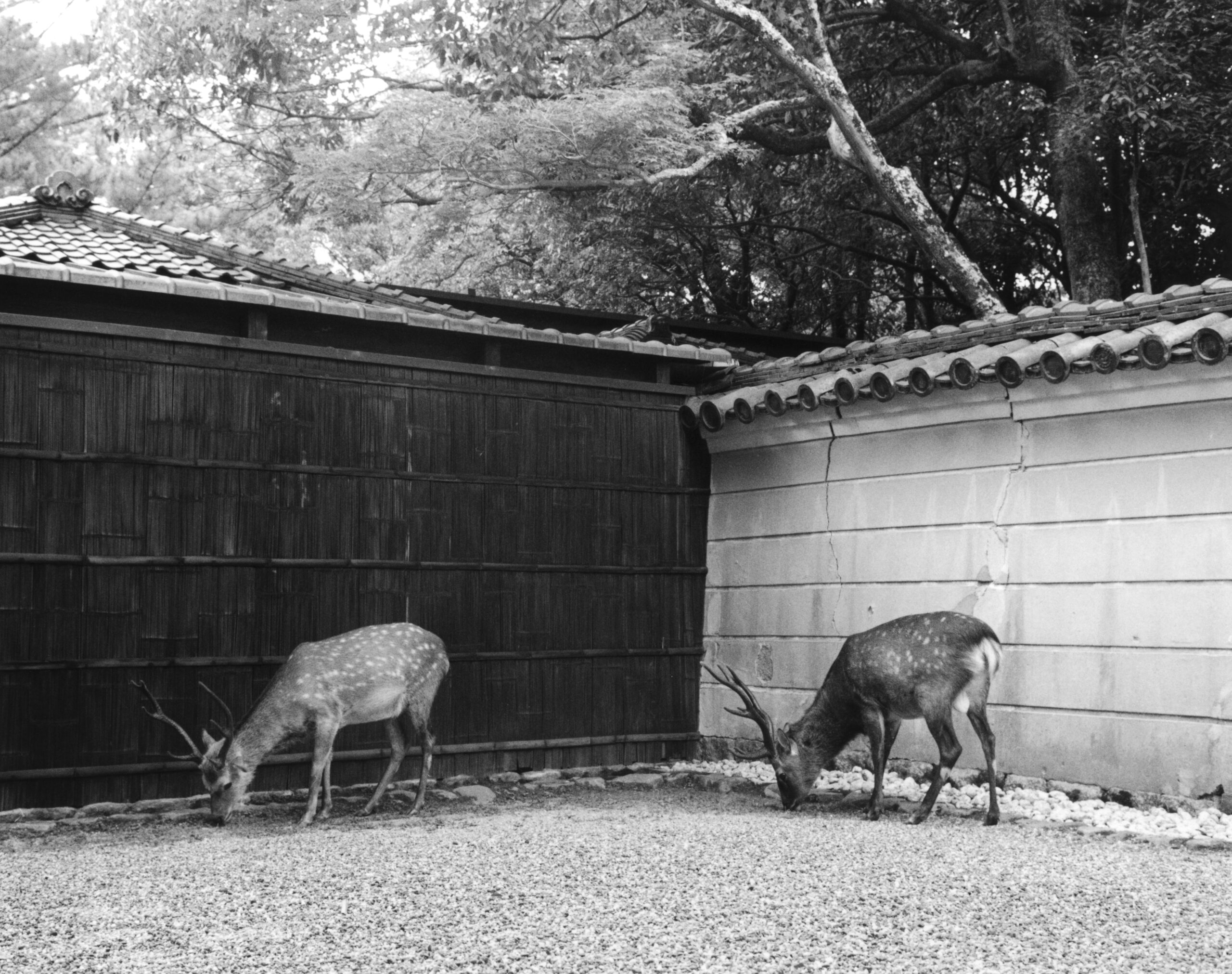 B&W photography by Thomas Beswick, Filmmaker based in Tokyo. Tokyo to Osaka Series 'deer'
