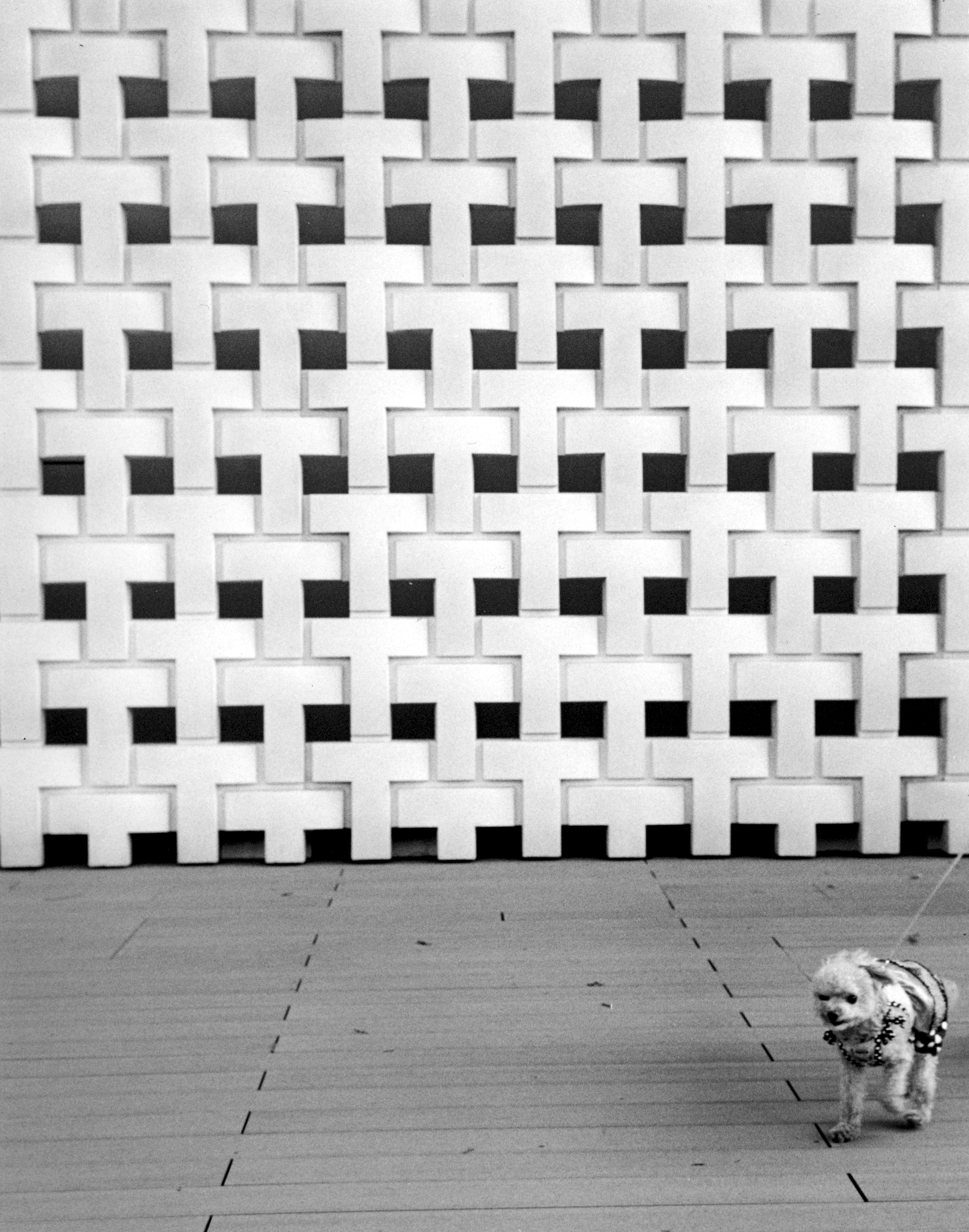B&W photography by Thomas Beswick, Filmmaker based in Tokyo. Tokyo to Osaka Series 'dog in a frock'