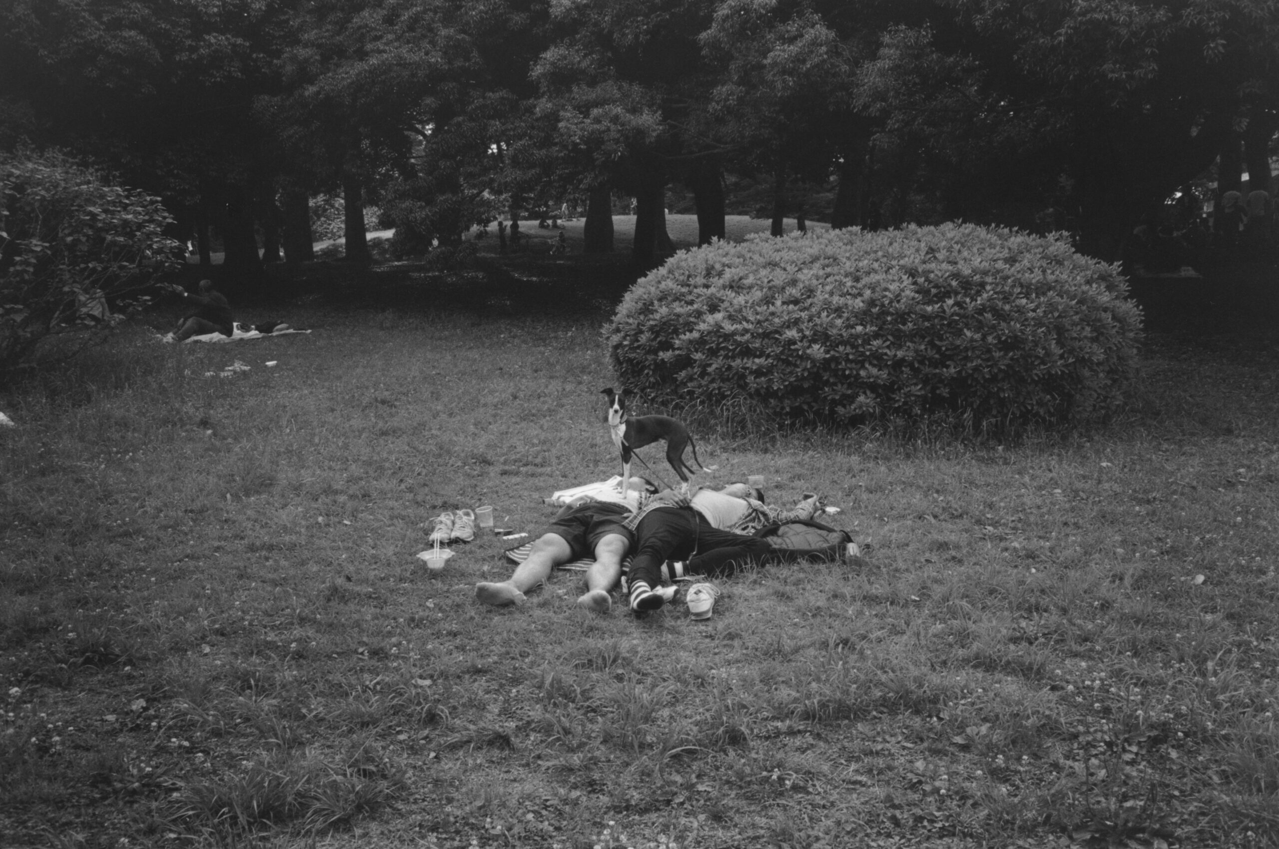 B&W photography by Thomas Beswick, Filmmaker based in Tokyo. Tokyo Diary Series 'Yoyogi Koen summer'