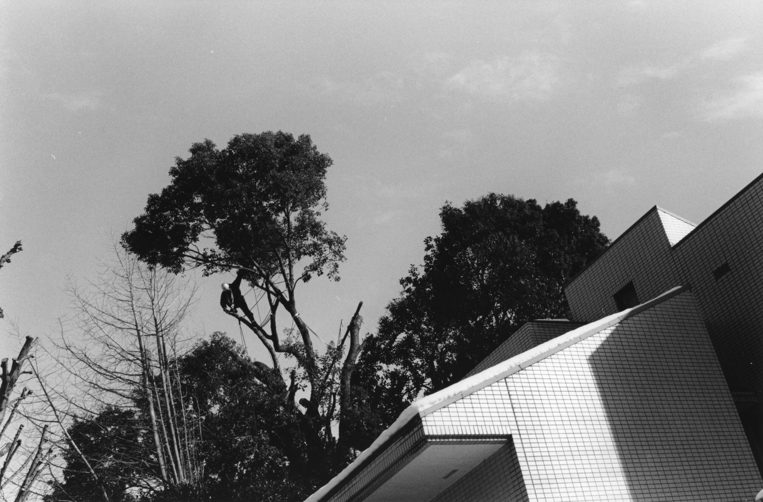 B&W photography by Thomas Beswick, Filmmaker based in Tokyo. Tokyo Diary Series 'tree maintenance'